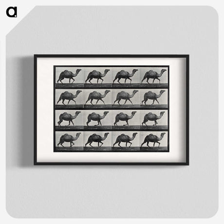 1-80_Eadweard-Muybridge_blk
