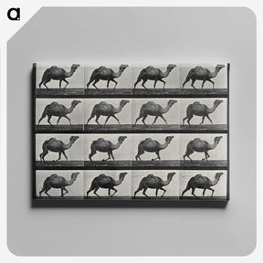 1-80_Eadweard-Muybridge_canvas