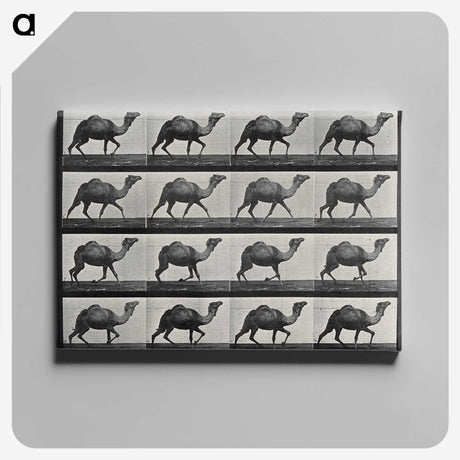 1-80_Eadweard-Muybridge_canvas