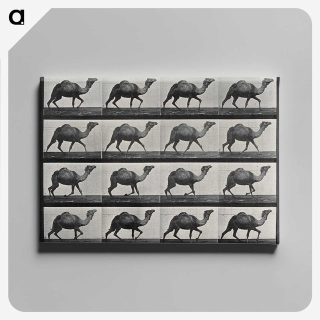 1-80_Eadweard-Muybridge_canvas