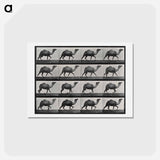 アートポストカード-Humpback Camel
 - エドワード マイブリッジ Postcard.