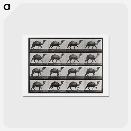 アートポストカード-Humpback Camel
 - エドワード マイブリッジ Postcard.