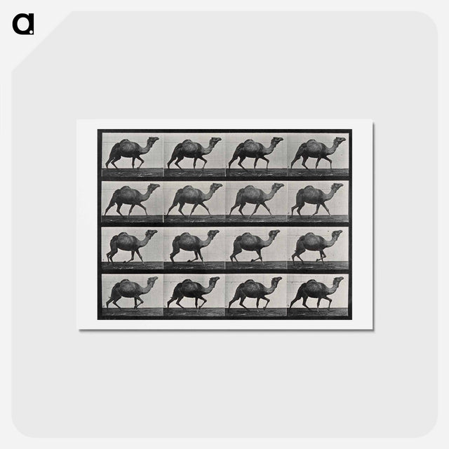 アートポストカード-Humpback Camel
 - エドワード マイブリッジ Postcard.