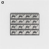 1-80_Eadweard-Muybridge_memo