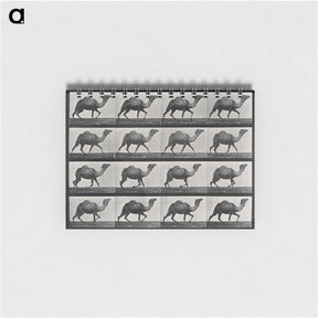 1-80_Eadweard-Muybridge_memo