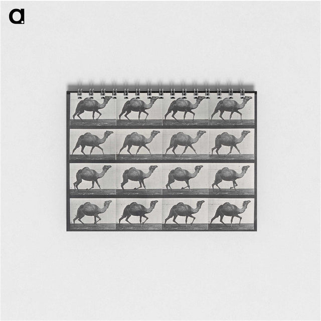 1-80_Eadweard-Muybridge_memo