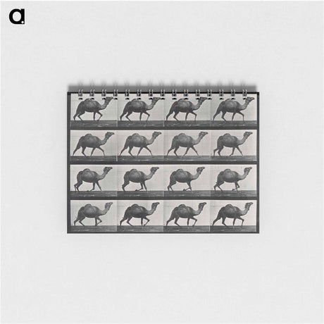 アートメモ帳-Humpback Camel
 - エドワード マイブリッジ Memo.