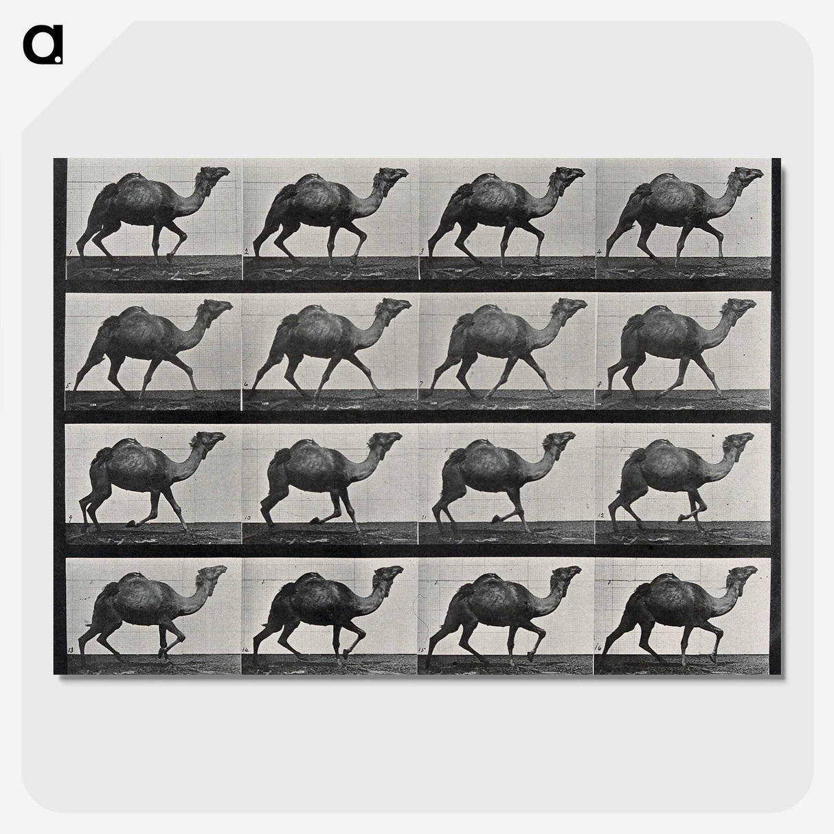 1-80_Eadweard-Muybridge_picture-crop