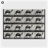 1-80_Eadweard-Muybridge_picture-crop