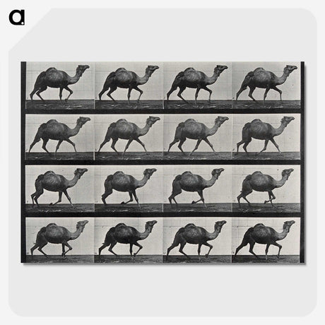 1-80_Eadweard-Muybridge_picture-crop