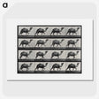 1-80_Eadweard-Muybridge_picture