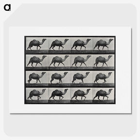 1-80_Eadweard-Muybridge_picture