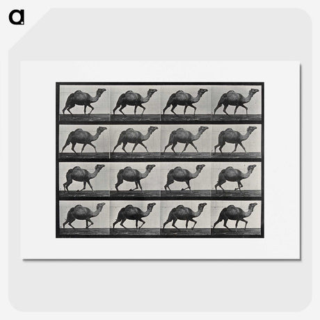 1-80_Eadweard-Muybridge_picture