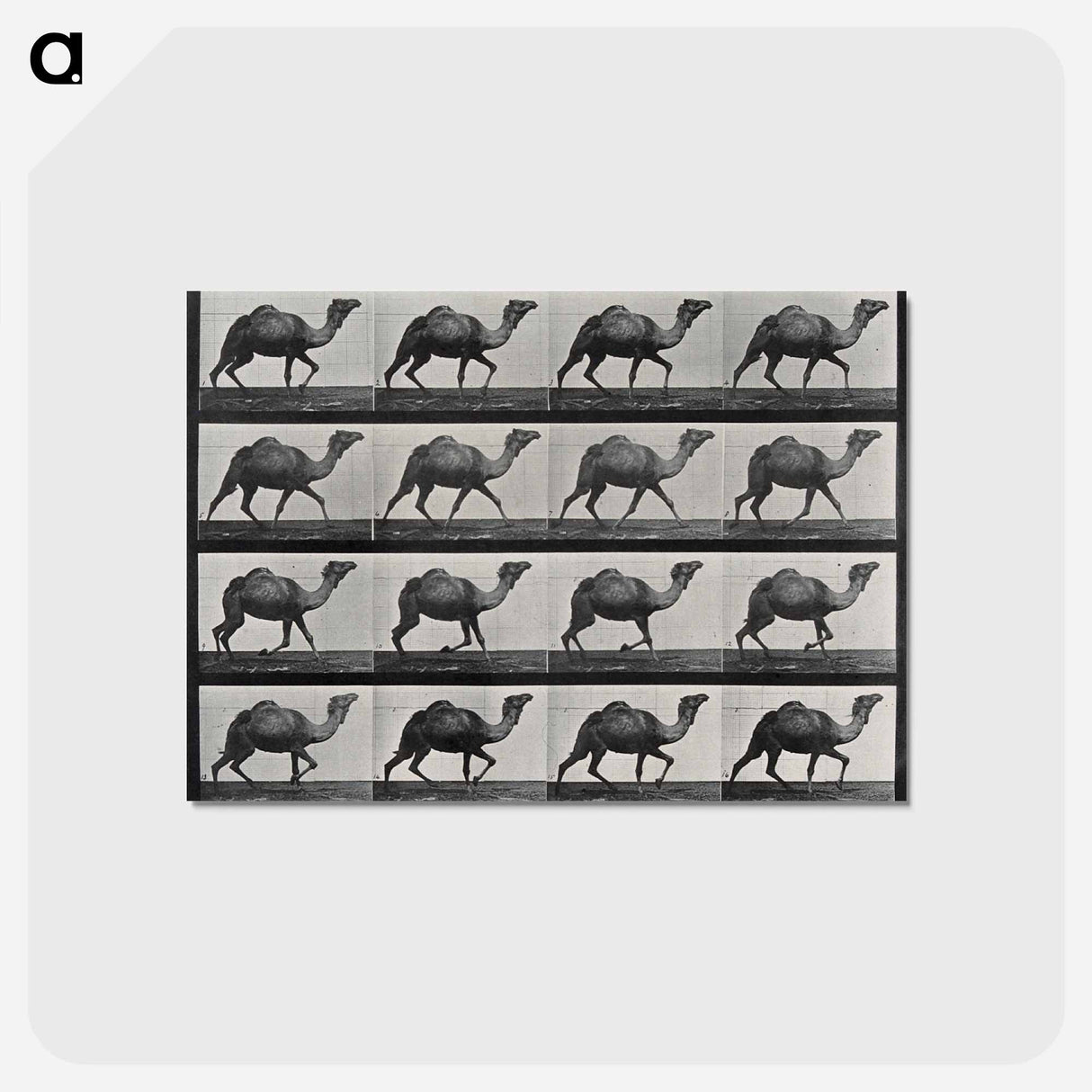 アートポストカード-Humpback Camel
 - エドワード マイブリッジ Postcard.