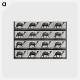 アートポストカード-Humpback Camel
 - エドワード マイブリッジ Postcard.