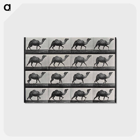 アートポストカード-Humpback Camel
 - エドワード マイブリッジ Postcard.
