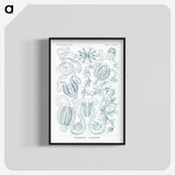 1-80_Ernst-Haeckel_blk-crop