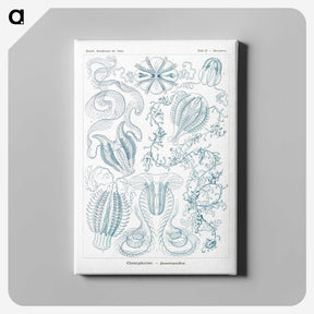 1-80_Ernst-Haeckel_canvas