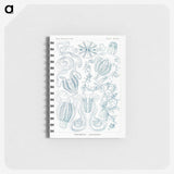 1-80_Ernst-Haeckel_memo