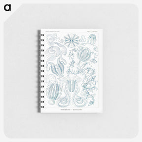 1-80_Ernst-Haeckel_memo