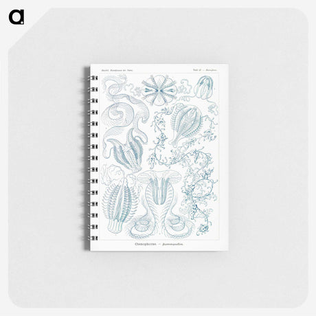 1-80_Ernst-Haeckel_memo