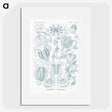 1-80_Ernst-Haeckel_picture