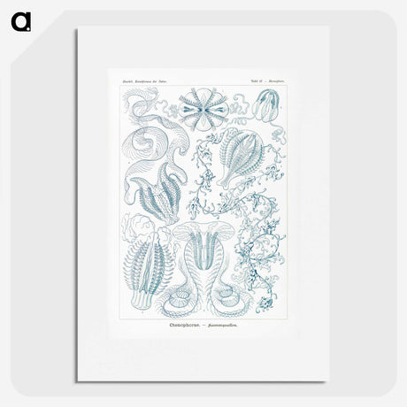 1-80_Ernst-Haeckel_picture
