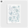1-80_Ernst-Haeckel_postcard