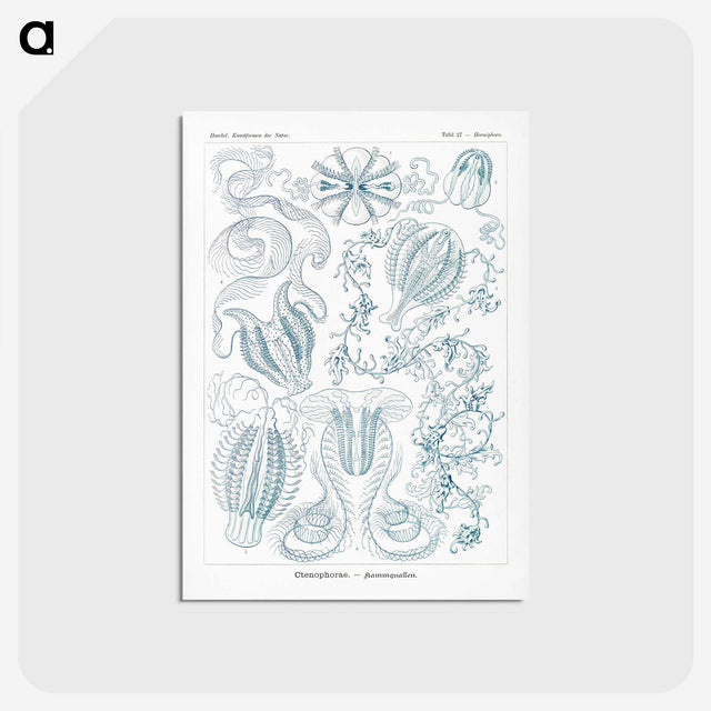 1-80_Ernst-Haeckel_postcard