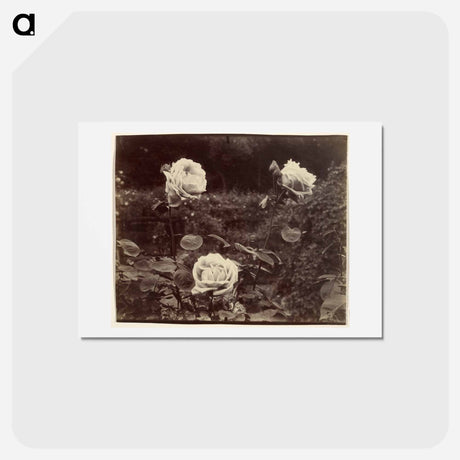 アートポストカード-Roses
 - ウジェーヌ アジェ Postcard.