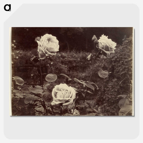 1-80_Eugene-Atget_picture-crop