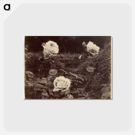 アートポストカード-Roses
 - ウジェーヌ アジェ Postcard.