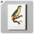 1-80_Francois-Levaillant_canvas