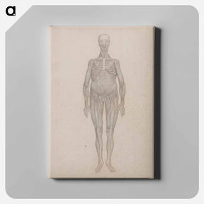 アートパネル-Human Figure, Anterior View
 - ジョージ スタッブス Canvas.