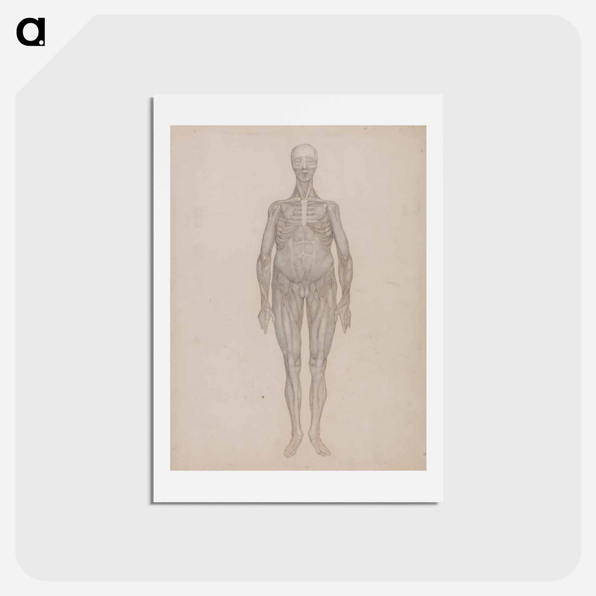 アートポストカード-Human Figure, Anterior View
 - ジョージ スタッブス Postcard.