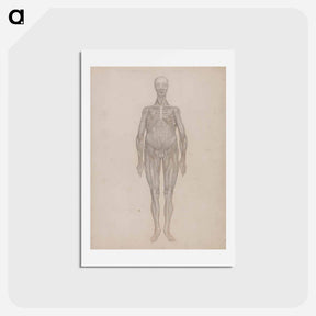 アートポストカード-Human Figure, Anterior View
 - ジョージ スタッブス Postcard.