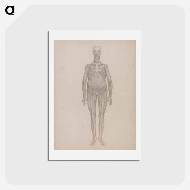 アートポストカード-Human Figure, Anterior View
 - ジョージ スタッブス Postcard.