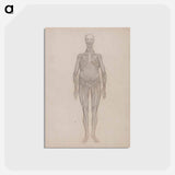 アートポストカード-Human Figure, Anterior View
 - ジョージ スタッブス Postcard.