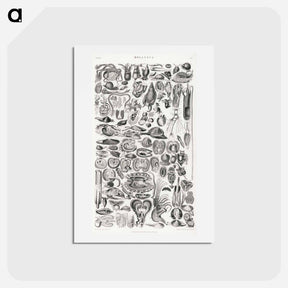 アートポストカード-Mollusca
 - ゴールドスミスの生き生きとした自然 Postcard.