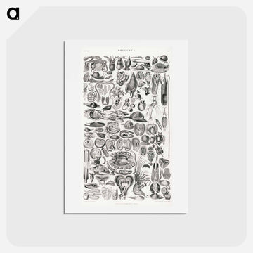 Mollusca
 - ゴールドスミスの生き生きとした自然 Postcard.