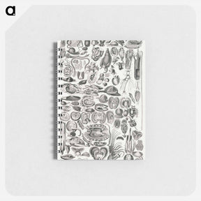 アートメモ帳-Mollusca
 - ゴールドスミスの生き生きとした自然 Memo.
