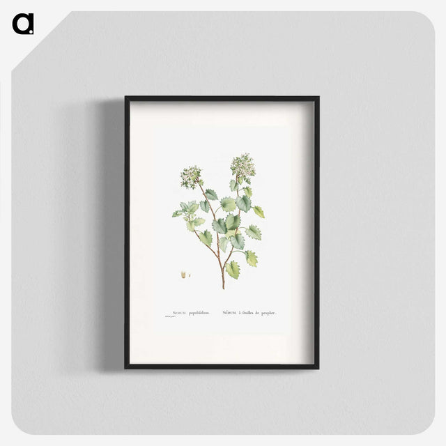 1-80_Histoire-des-Plantes-Grasses_blk