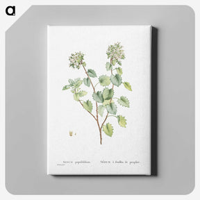1-80_Histoire-des-Plantes-Grasses_canvas
