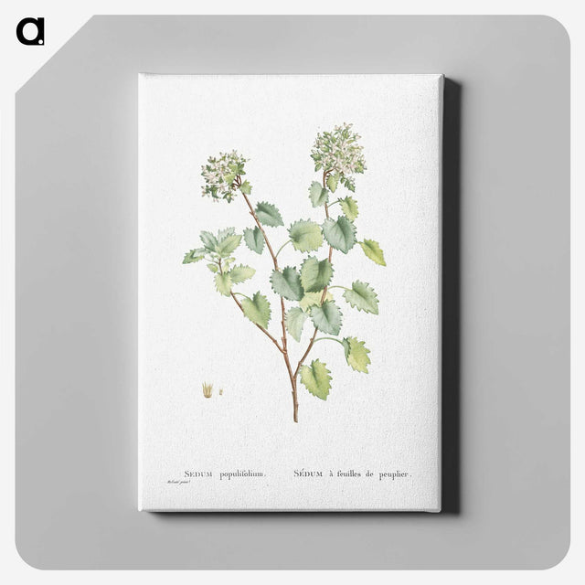 1-80_Histoire-des-Plantes-Grasses_canvas