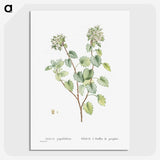 1-80_Histoire-des-Plantes-Grasses_picture-crop