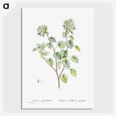 1-80_Histoire-des-Plantes-Grasses_picture-crop