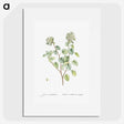 1-80_Histoire-des-Plantes-Grasses_picture