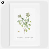 1-80_Histoire-des-Plantes-Grasses_picture