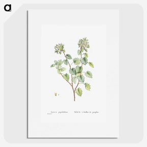 1-80_Histoire-des-Plantes-Grasses_picture