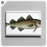 1-80_Ichtyologie-ou-Histoire-naturelle_canvas
